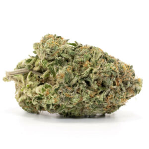 Afbeelding van Pink Gorilla cannabisplant met dikke, resinrijke toppen.