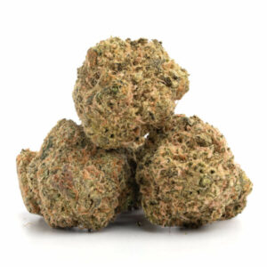 Golden Goat cannabis strain in volle bloei