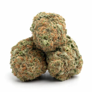 Jean Guy Sativa Dominante Cannabis Strain – Hoog THC-gehalte