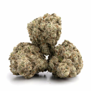 Khalifa Mints cannabis strain met menthol en Kush smaak - premium hybride wiet voor groothandel.