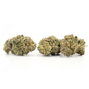 Master Tuna cannabis strain met sterke skunky aroma's