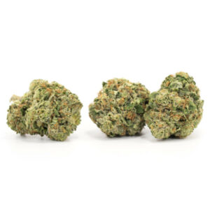 OG Glue Sniffer cannabis strain – krachtige hybride met rijke THC en chocolade geur