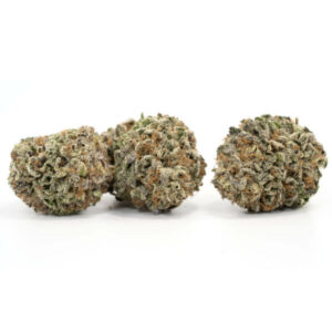 Paarse cannabis strain Mendocino Purps met THC-rijke toppen