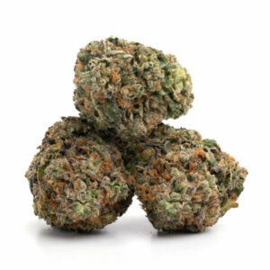 Paarse toppen van de Purple Pineberry cannabis strain