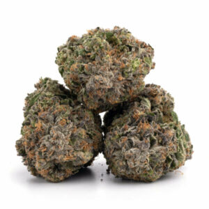 Royal Cookies cannabisplant met dikke, met hars bedekte toppen.