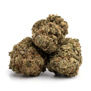LSD cannabis strain buds